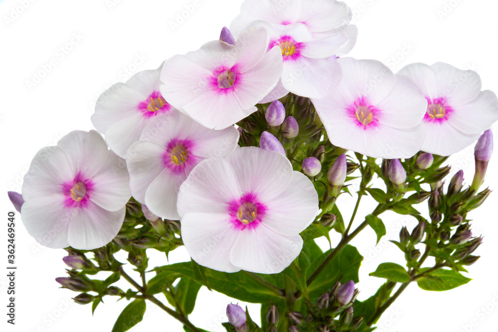 Obraz floks kwiat na białym tle