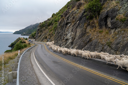 Flock of sheep being herded down a rural, highway road to Queenstown on New Zealand's South Island .