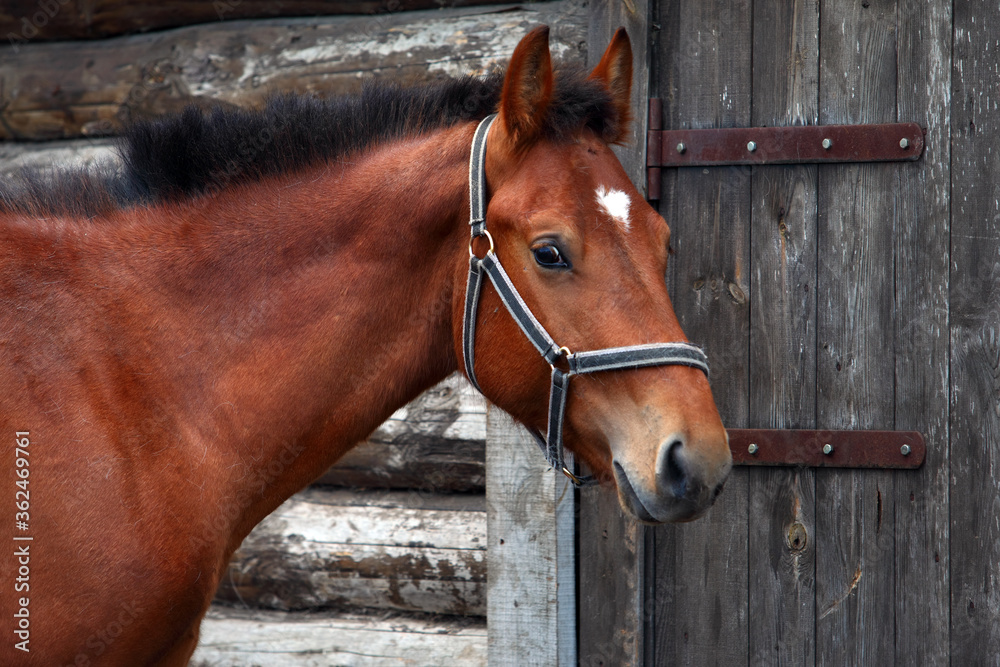 Obraz Brown horse into farm in summer.