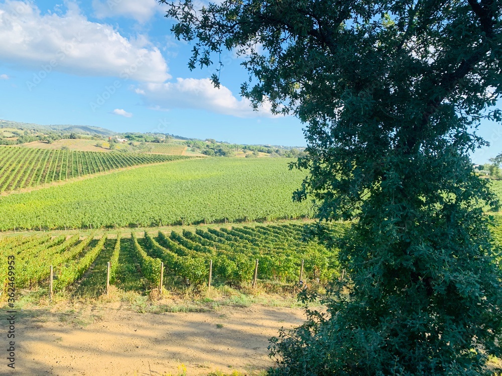 vineyard in france