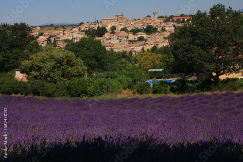 Valensole et champ de lavande