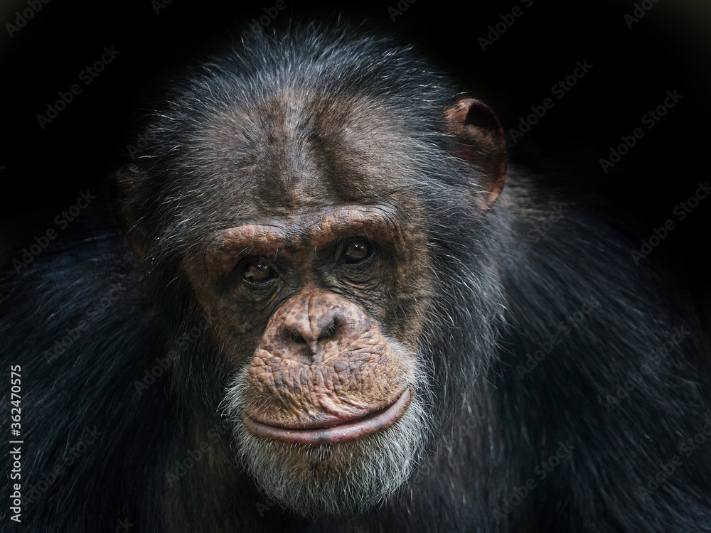 Close up portrait of the Chimpanzee (Pan troglodytes) on a black background Close up portrait of the Chimpanzee (Pan troglodytes) on a black background