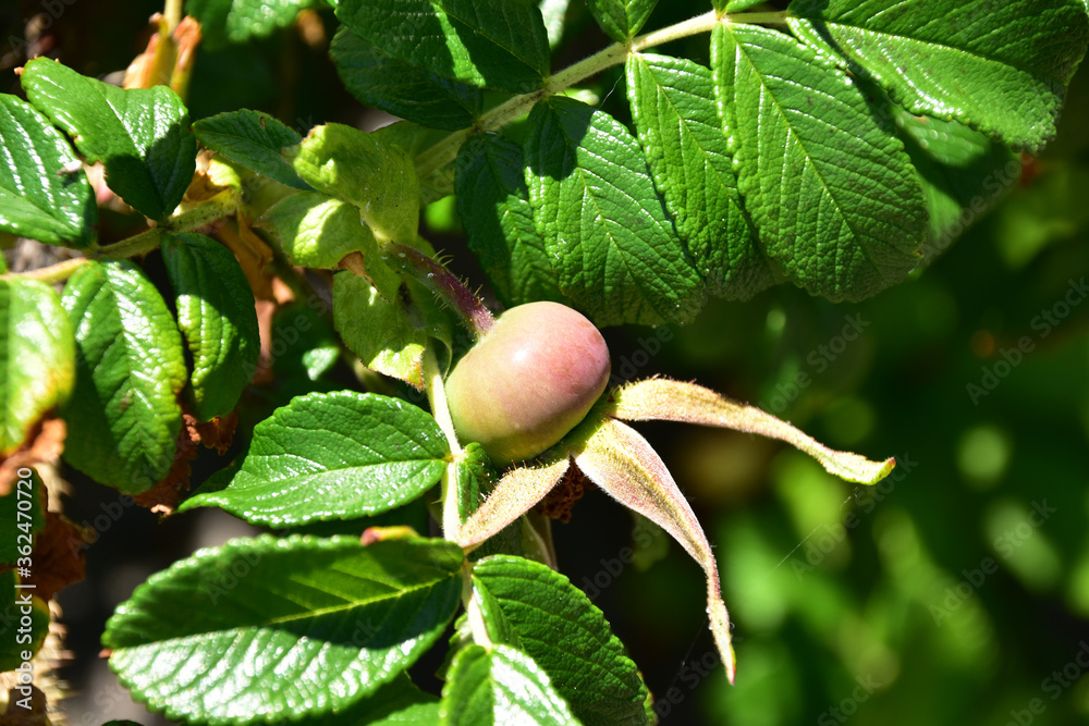 ハマナスの青い実 Stock 写真 Adobe Stock ハマナスの青い実 Stock 写真 Adobe Stock