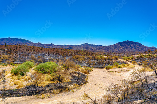 Fire damaged land in the Sonoran desert