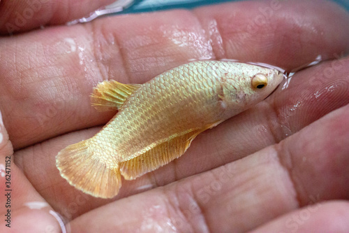 Betta Super Gold HMPK Halfmoon plakat Female or Plakat Fighting Fish Splendens in Hand.