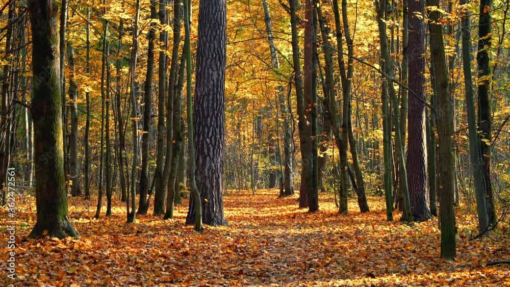 Pathway in the bright autumn forest. Fall of leaves. Autumn season concept.