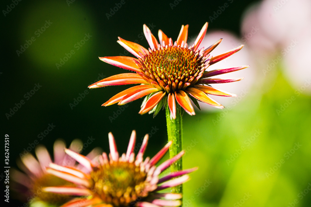 Echinacea flower blooming in the garden. Selective focus. Shallow depth of field.
