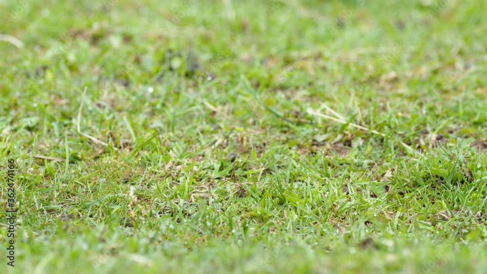 Yellow wagtail bird walking on grass and looking for food bugs Yellow wagtail bird walking on grass and looking for food bugs