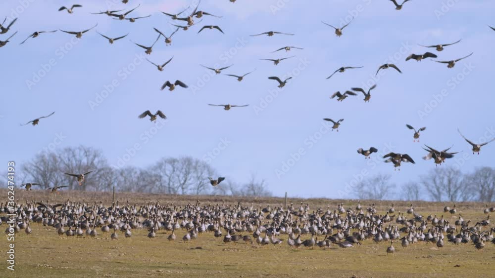 Large geese flock thousands of birds are landing on meadows in migration Large geese flock thousands of birds are landing on meadows in migration