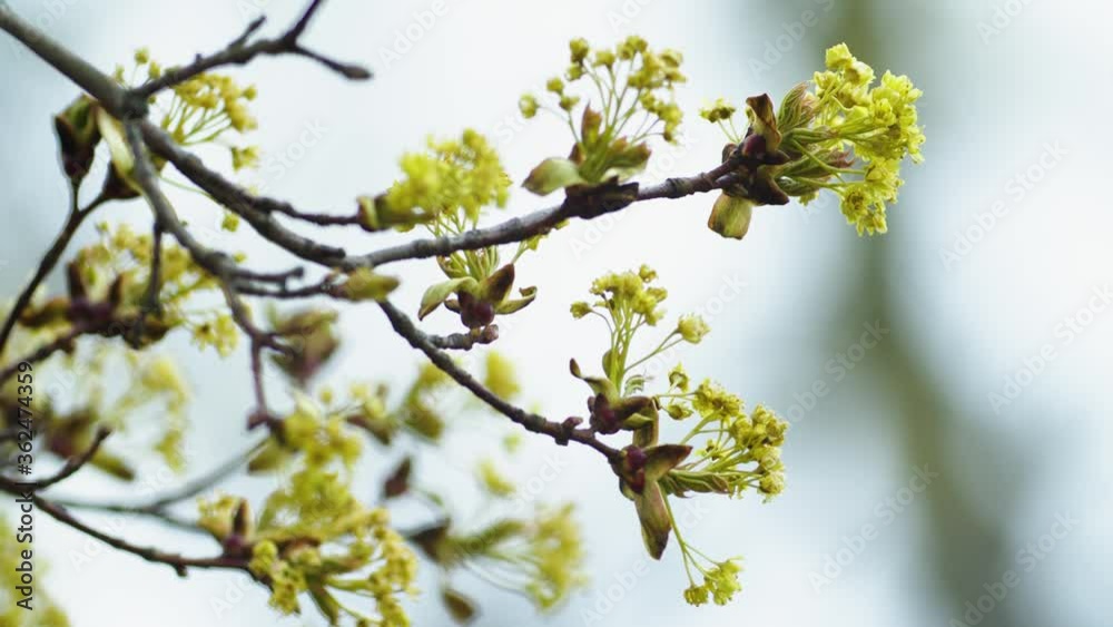 Maple branches with early blossoms in spring close up Maple branches with early blossoms in spring close up