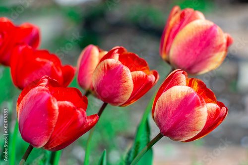Group of colorful tulip. Real live red tulips blooming in early spring in the garden. lit by sunlight. Soft selective focus  tulip close up  toning. Bright colorful tulip photo background