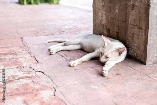 A mangy and scrawny white cat sleeping outside at a sidewalk in Manila.