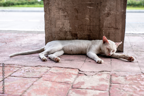 Fototapeta Naklejka Na Ścianę i Meble -  A mangy white cat sleeping outside at a sidewalk in Manila.