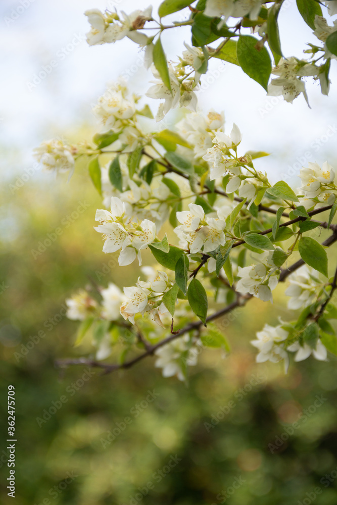 blooming jasmine in the garden in the evening light blooming jasmine in the garden in the evening light