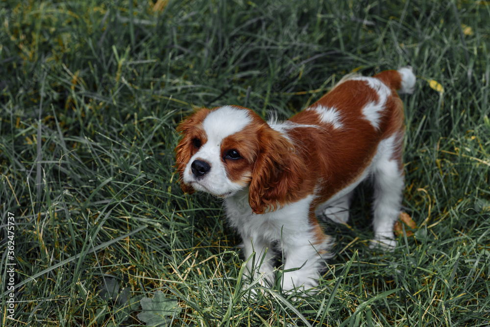 a brown brown spaniel puppy with high ears walks in the park on the grass. golden color