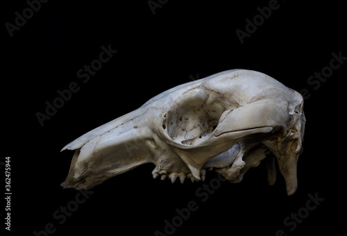 kangaroo skull isolated