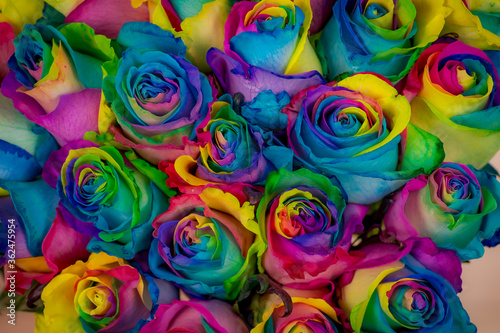 Close up of a bouquet of Tinted Rainbow roses variety, studio shot, multicolored flowers