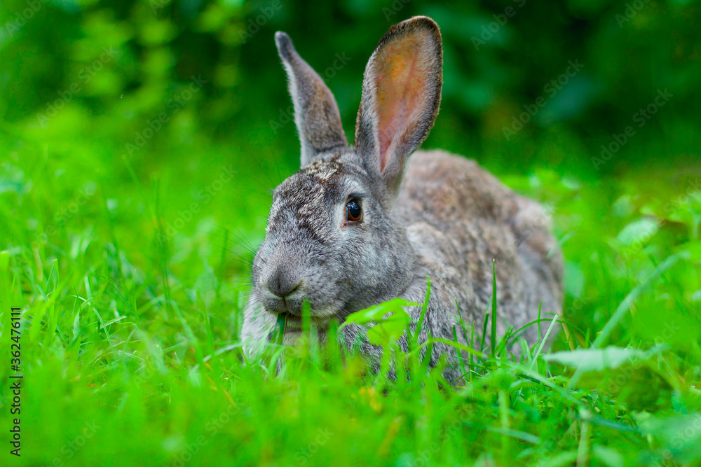 Fototapeta premium Big gray rabbit sits on the grass in the summer