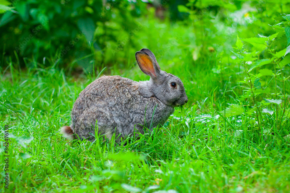 Fototapeta premium Big gray rabbit sits on the grass in the summer