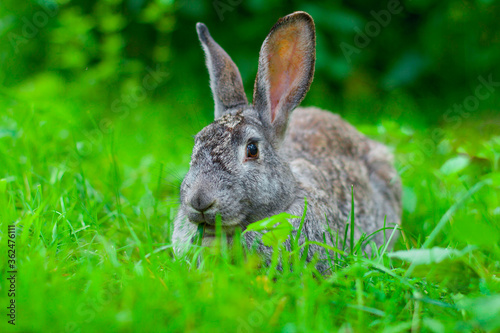 Big gray rabbit sits on the grass in the summer