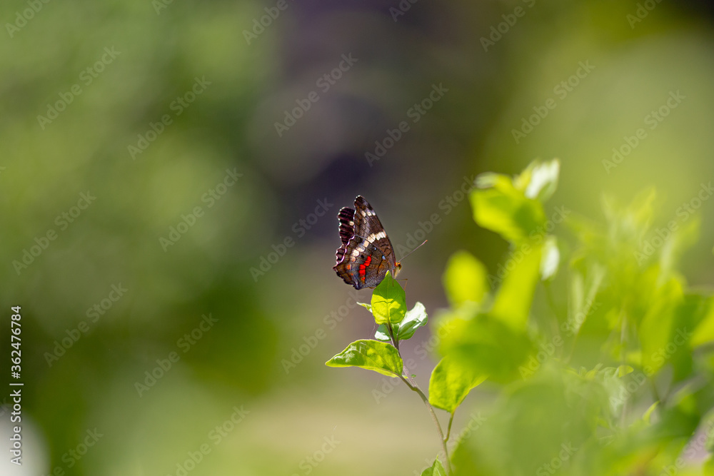 Mariposa posada sobre las hojas de un arbusto Mariposa posada sobre las hojas de un arbusto