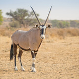 A Gemsbok in the Kalahari Desert