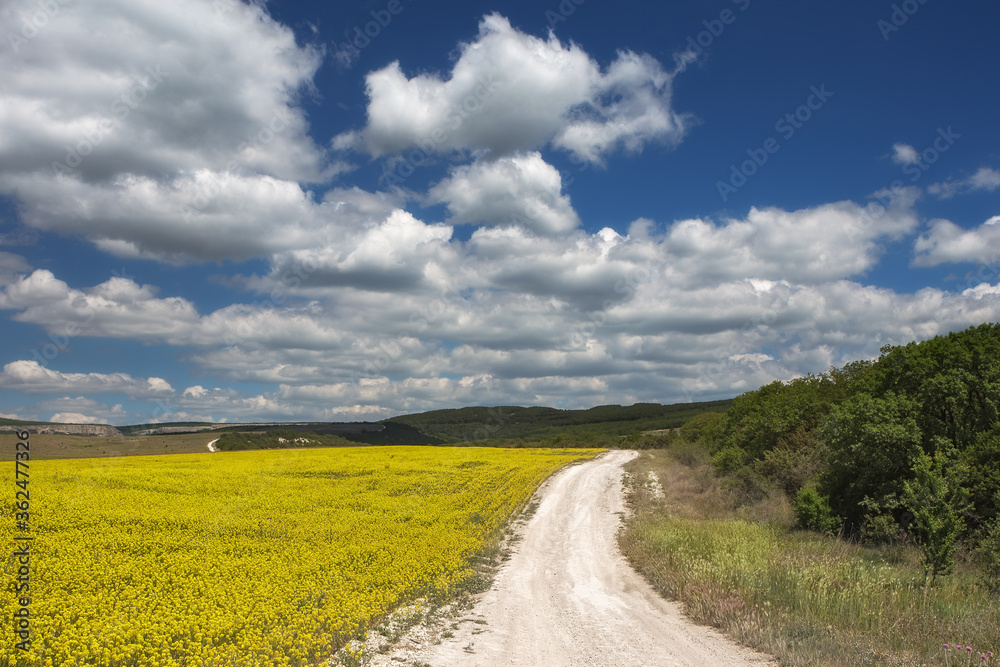 Rural road, yellow rapeseed field (Brassica napus) and a blue sky with white clouds. Beautiful landscape with blooming rapeseed field, road and blue sky.