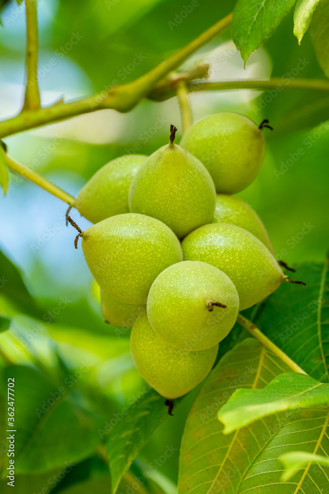 Green walnuts on a tree. A lot of nuts on a tree Green walnuts on a tree. A lot of nuts on a tree
