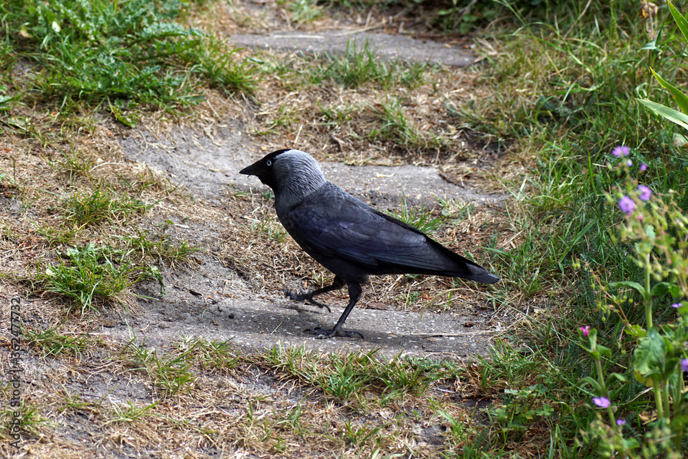 Western Jackdaw (Corvus monedula, Coloeus monedula) on a stairs in a Dutch garden. Crow family (Corvidae). 