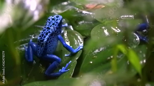 Dyeing poison dart frog (Dendrobates tinctorius) is resting on leaves, high angle shot