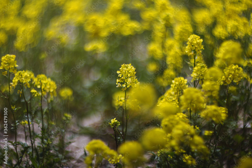 Yellow rapeseed flower (Brassica napus) close-up on a blurry background. Yellow flowers with a copy of space, beautiful blur, bokeh.