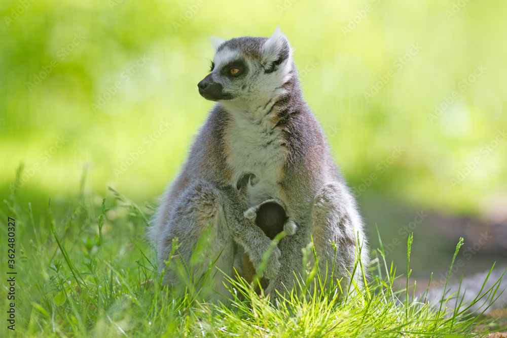 Obraz premium Ring-tailed lemur with a baby