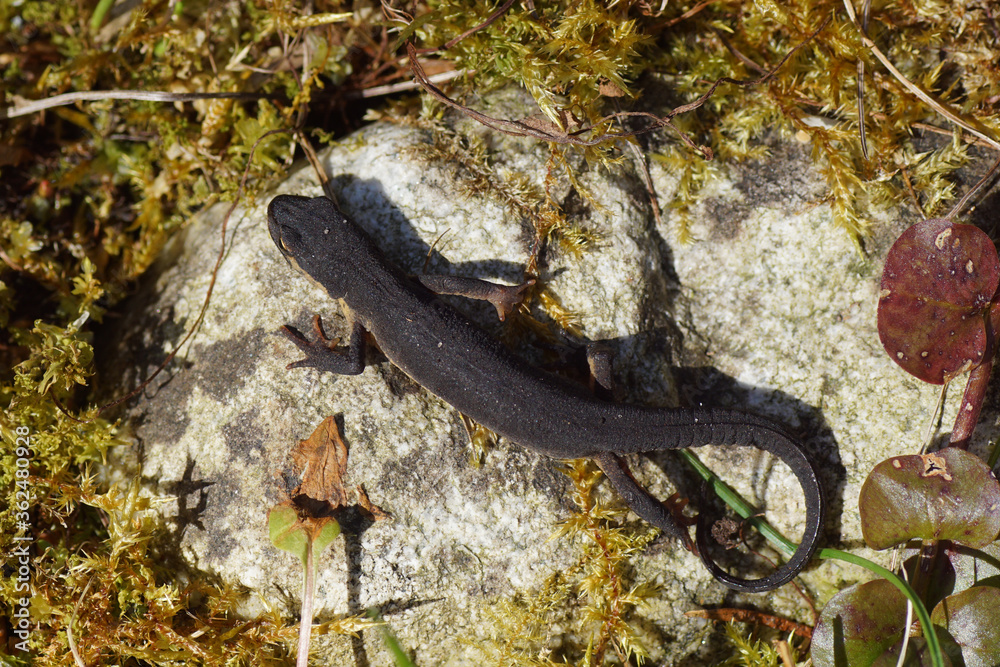 A smooth newt, common newt (Lissotriton vulgaris) on a stone in the moss near pond. Family Salamandridae. Bergen, Netherlands, April 5, 2020. A smooth newt, common newt (Lissotriton vulgaris) on a stone in the moss near pond. Family Salamandridae. Bergen, Netherlands, April 5, 2020.