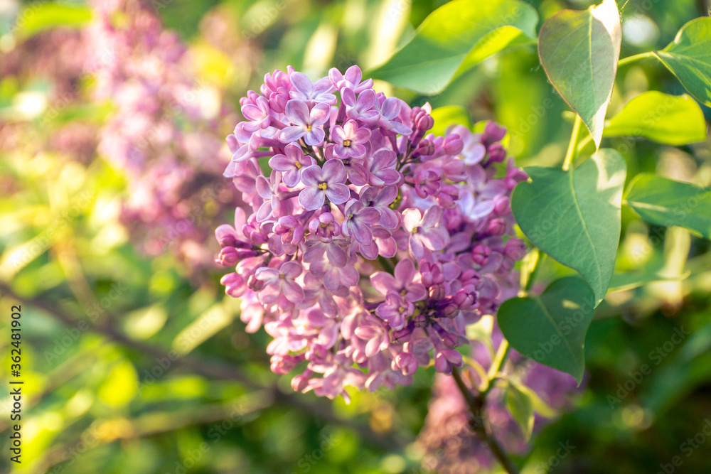 spring lilac bush blooms, backlight and selective focus