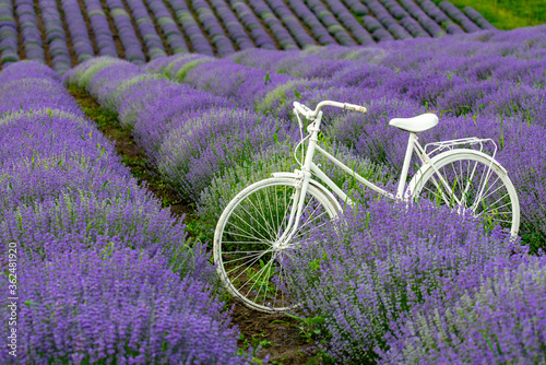 white bicycle through lavender purple on the plain