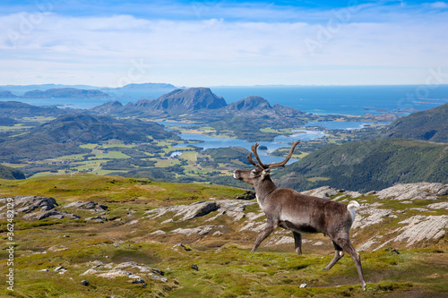 Reindeer on the mountain Seterfjellet in Velfjord  Northern Norway