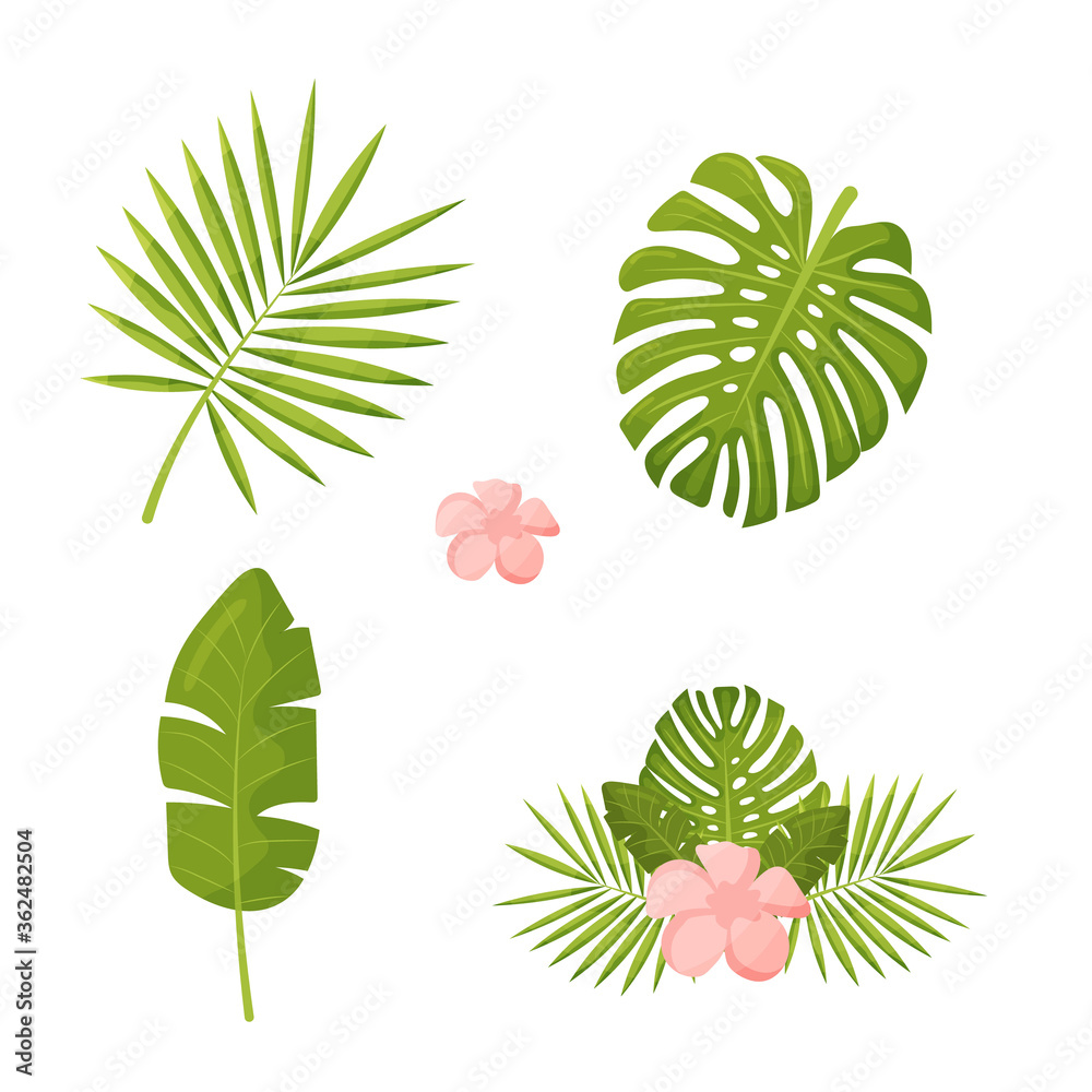 Set of palm leaf and exotic plants. Vector graphics of green jungle and tropics. . Vector illustration