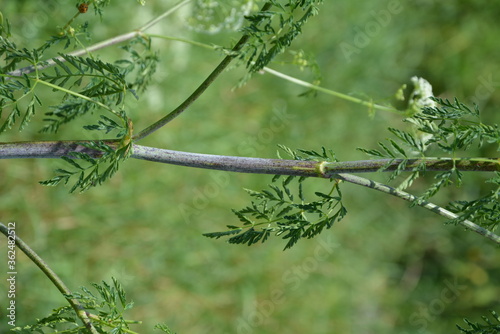 Conium maculatum, the hemlock or poison hemlock, is a highly poisonous biennial herbaceous flowering plant in the carrot family Apiaceae. photo