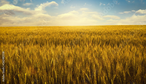 Gold wheat field at sunset rural countryside