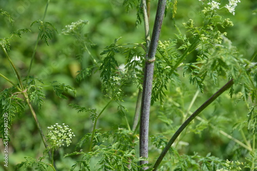Conium maculatum, the hemlock or poison hemlock, is a highly poisonous biennial herbaceous flowering plant in the carrot family Apiaceae.