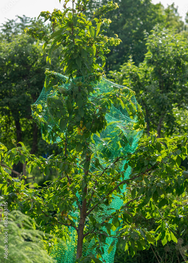 Obraz premium juicy yellow cherries on a tree branch, cherries covered with a green net, protection against birds, in the summer garden
