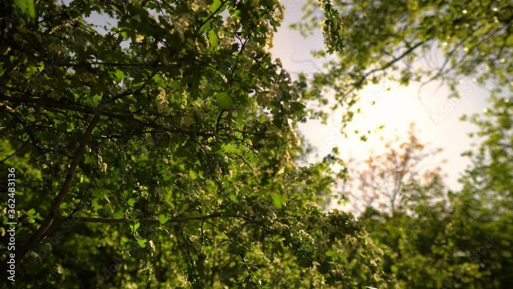 blooming branches with sun peaking through the green leaves blooming branches with sun peaking through the green leaves