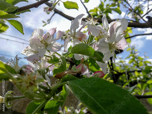 Primer plano de un grupo de flores blancas de un manzano en primavera.