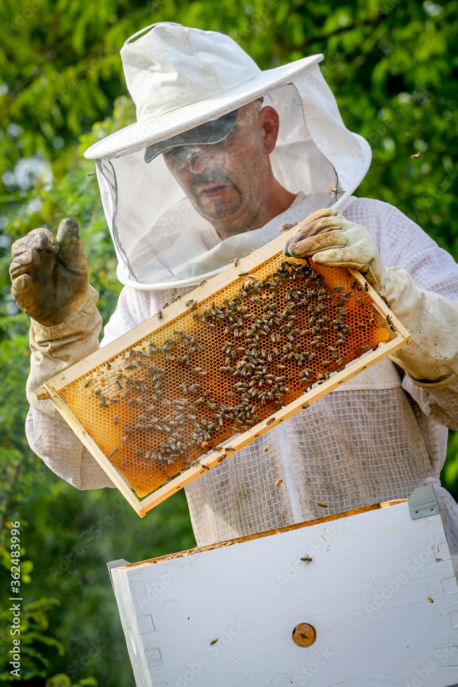 Beekeeper Controlling Colony And Bees Beekeeper Controlling Colony And Bees