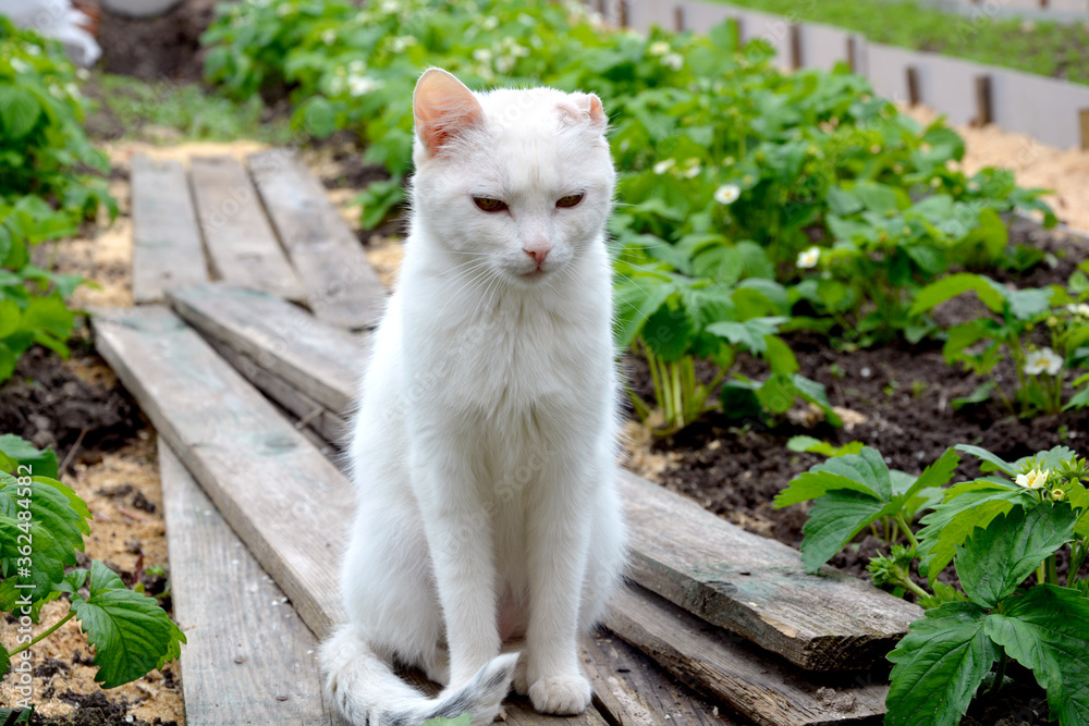 A white cat without an ear sits on wooden planks among a row of strawberries.