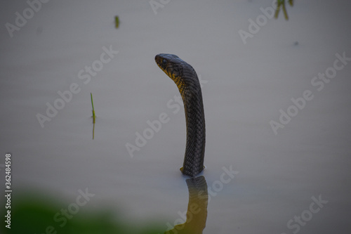 close up of a snake
