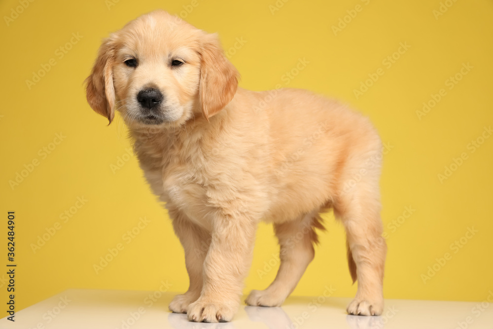 cute labrador retriever puppy standing on yellow background cute labrador retriever puppy standing on yellow background