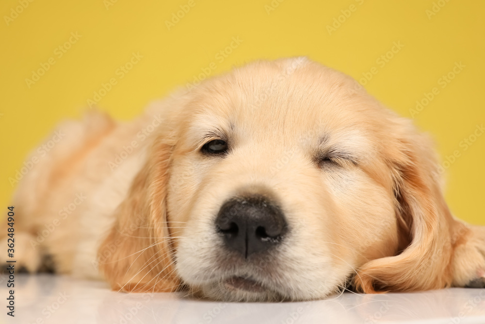 adorable labrador retriever dog laying down and winking