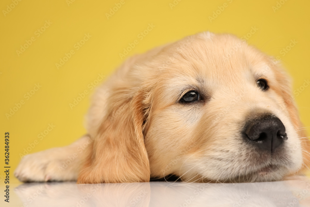 sleepy labrador retriever puppy laying down on the floor sleepy labrador retriever puppy laying down on the floor