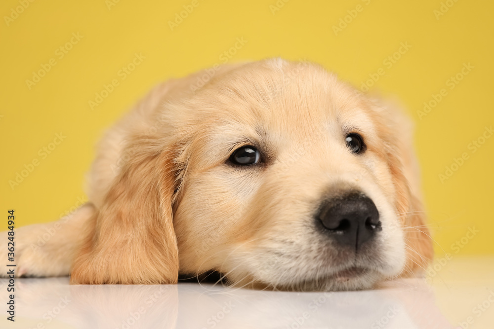 cute labrador retriever puppy holding head on the floor cute labrador retriever puppy holding head on the floor